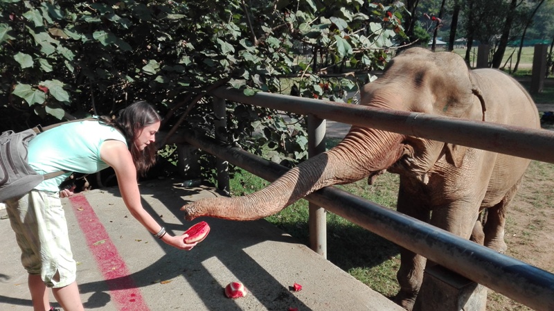 Kŕmenie slonov