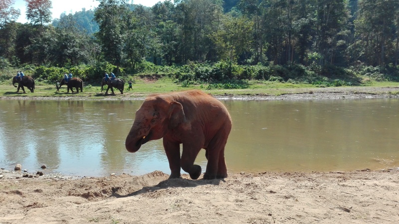 Sloní park v severnom Thajsku