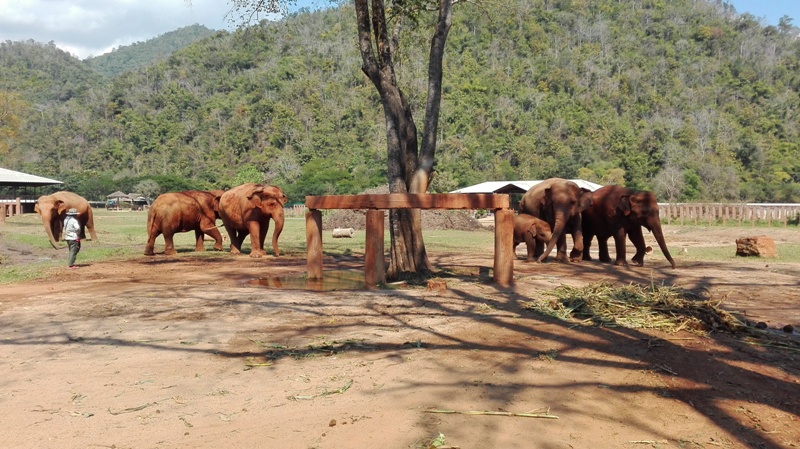  Elephant Nature Park v Thajsku