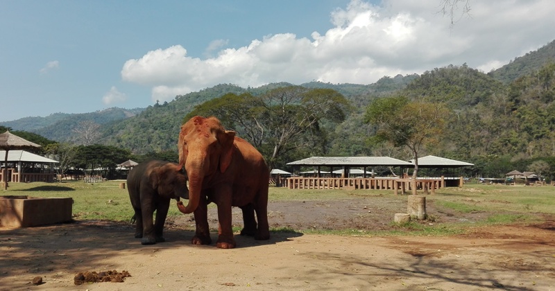 Elephant Nature Park v Thajsku