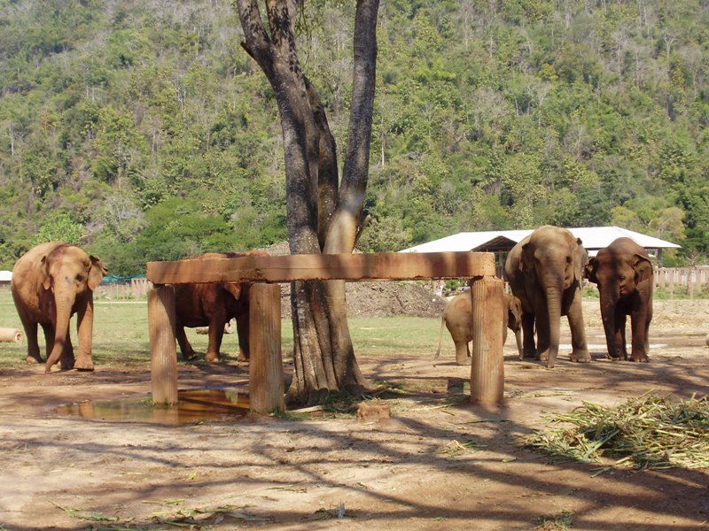 Slony neďaleko Chiang Mai