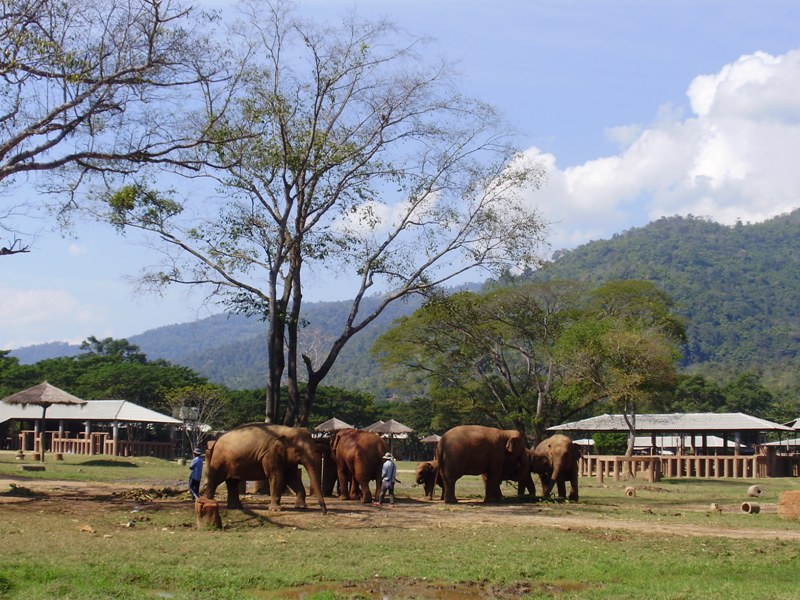 Slony neďaleko Chiang Mai