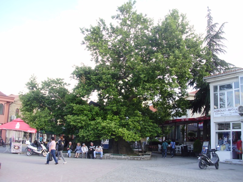 starý Plane strom, Ohrid