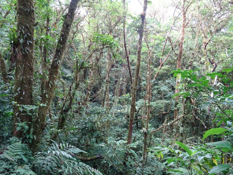 chodník v Monteverde rezervácii