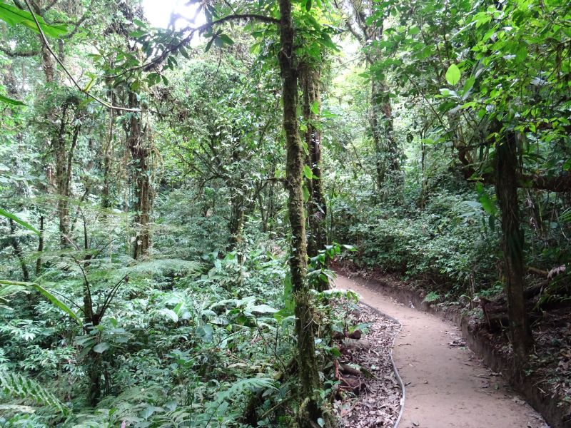 prales v kostarike