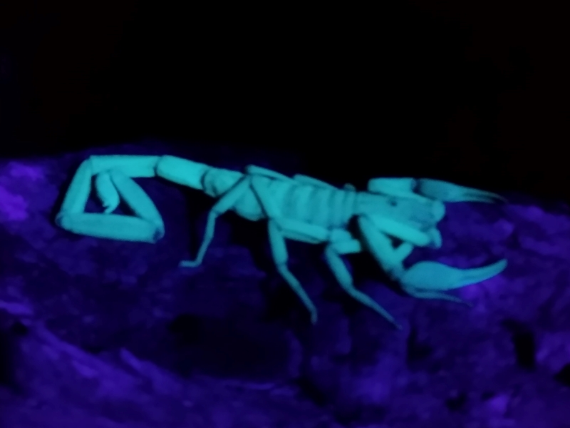 nočný pochod - skorpion pod UV svetlom