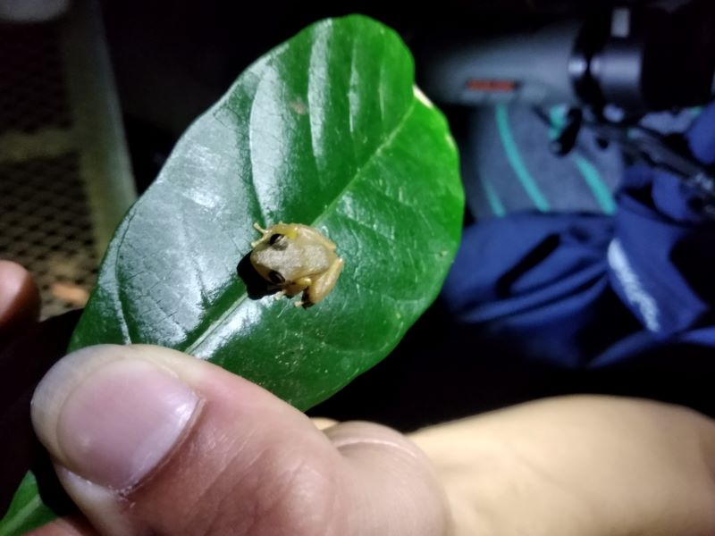 mala žabka v kostarike