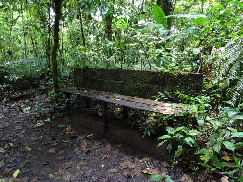 lavička v hmlovom lese v Kostarike