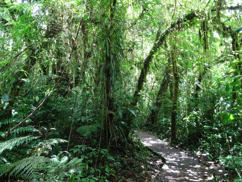 Hmlový les, Kostarika