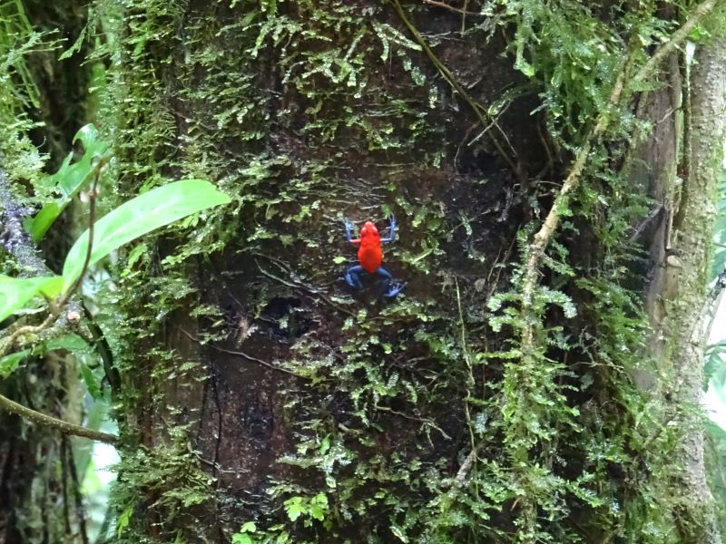 žabka v kostarike