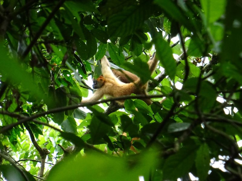 Opica v kostarike