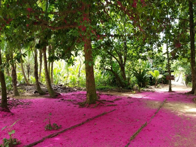 ružový strom, Panama