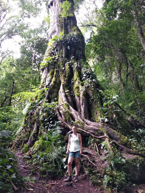 najväčší strom v Paname