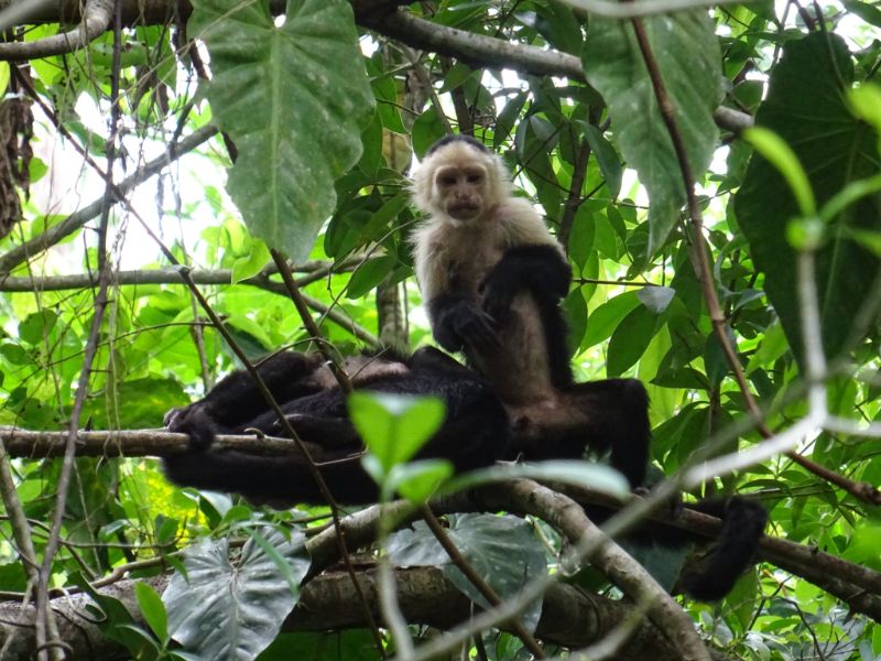 kapucínska opica