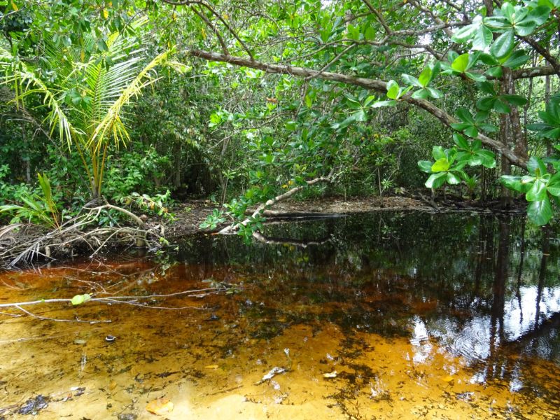 jazierko v národnom parku Cahuita