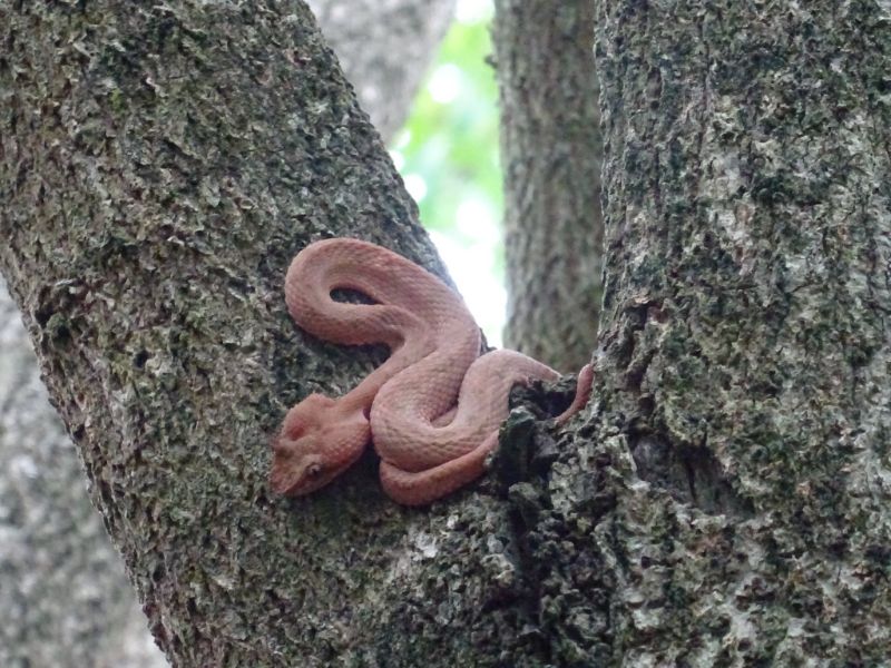 had v národnom parku Cahuita