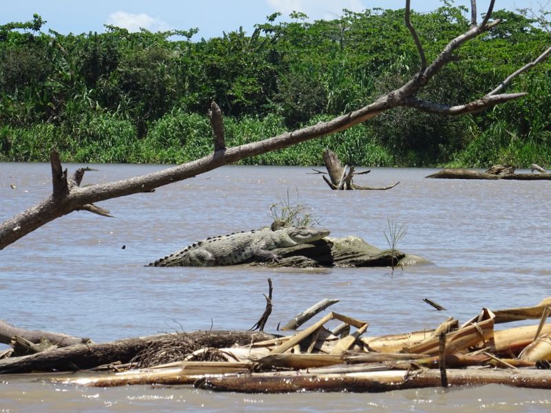 krokodíl, Kostarika