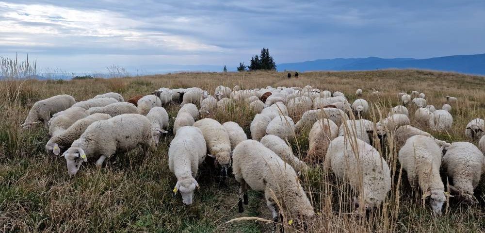 stádo oviec