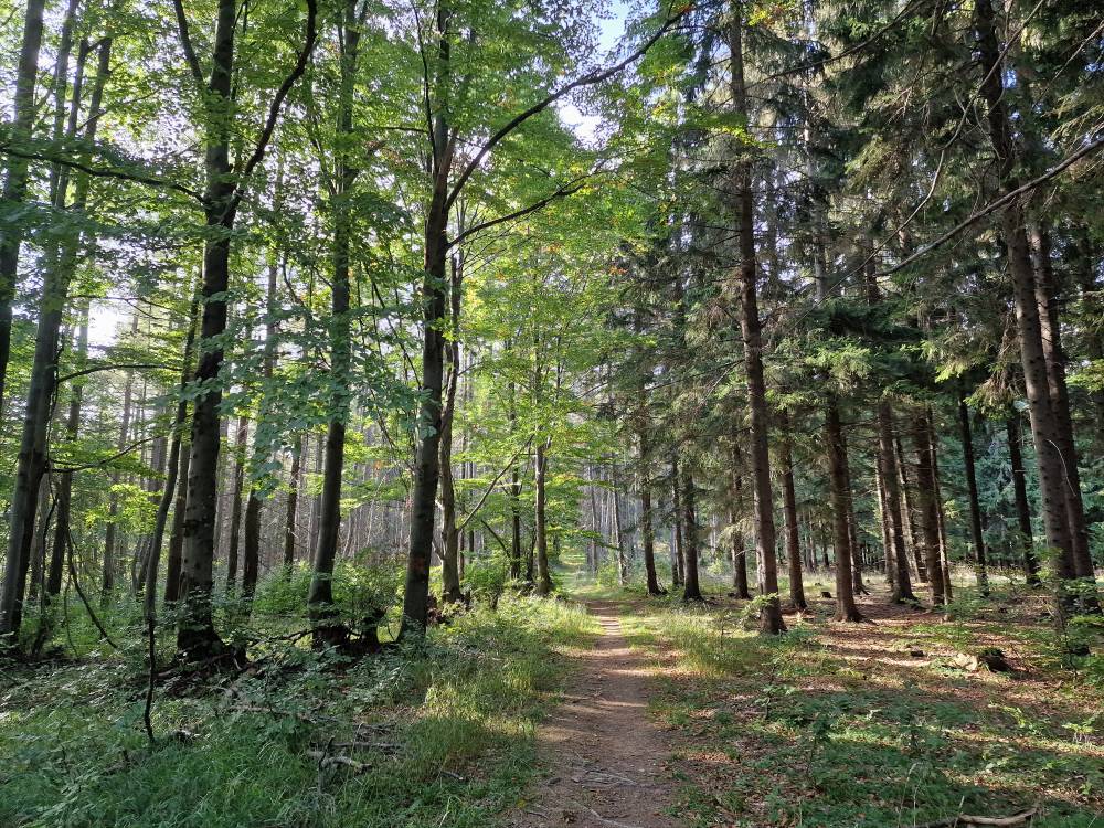 lesy v Lučanskej Malej Fatre