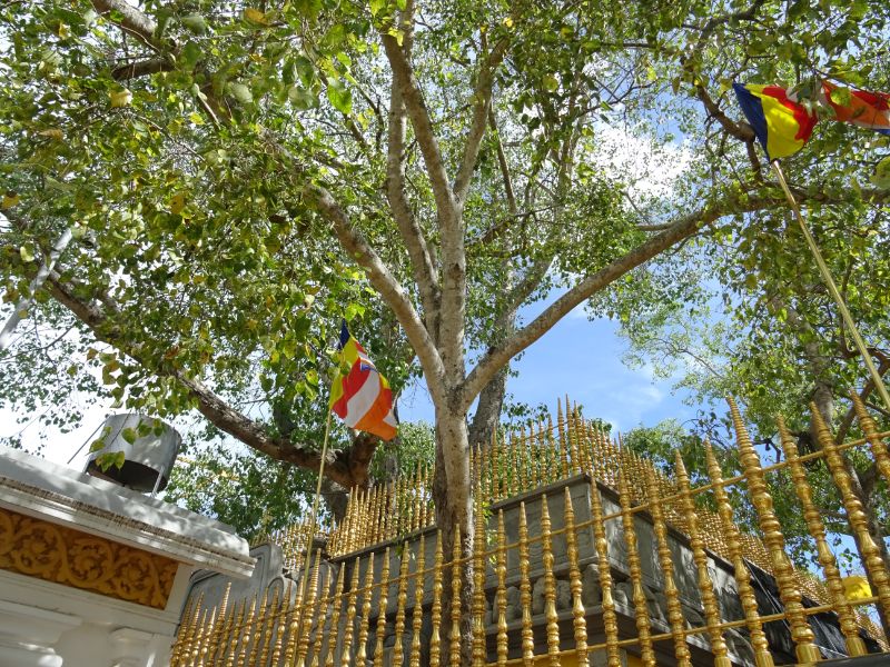 Strom Jaya Sri Maha Bodhi