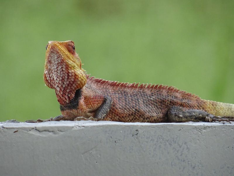 Chameleón, Srí Lanka