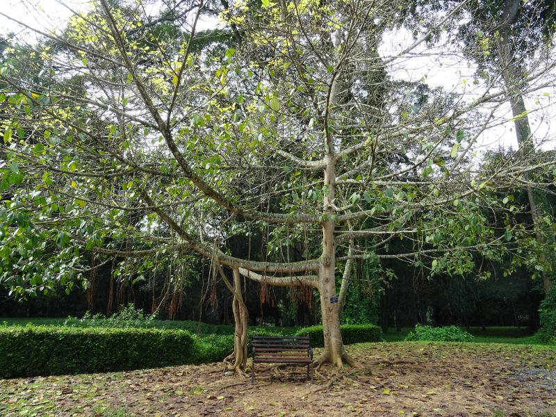 Botanická záhrada, Srí Lanka