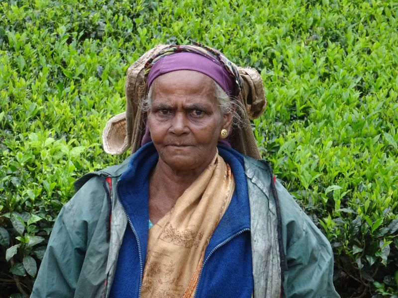 Zberačky čaju, Srí Lanka
