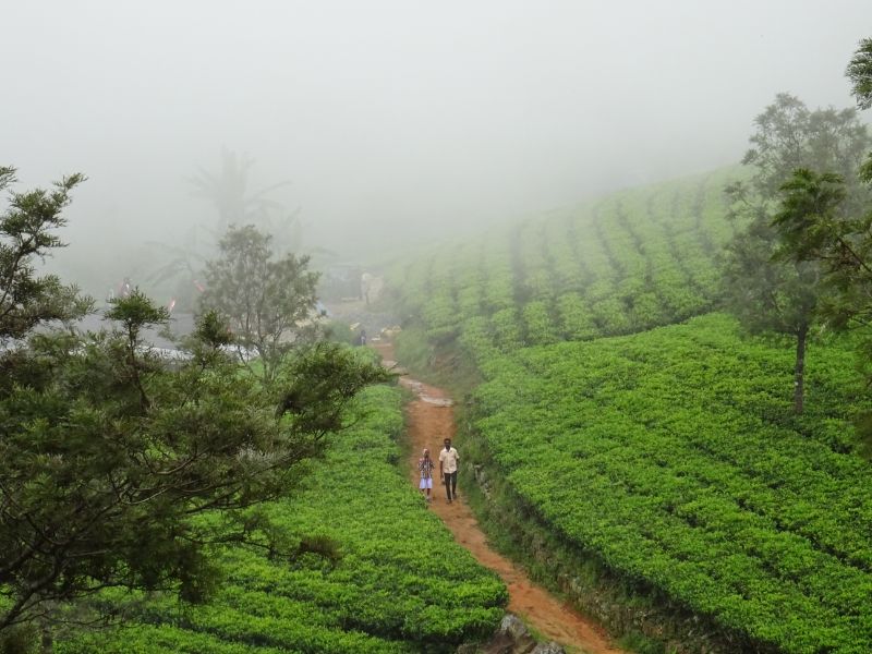 Čajové plantáže na Srí Lanke