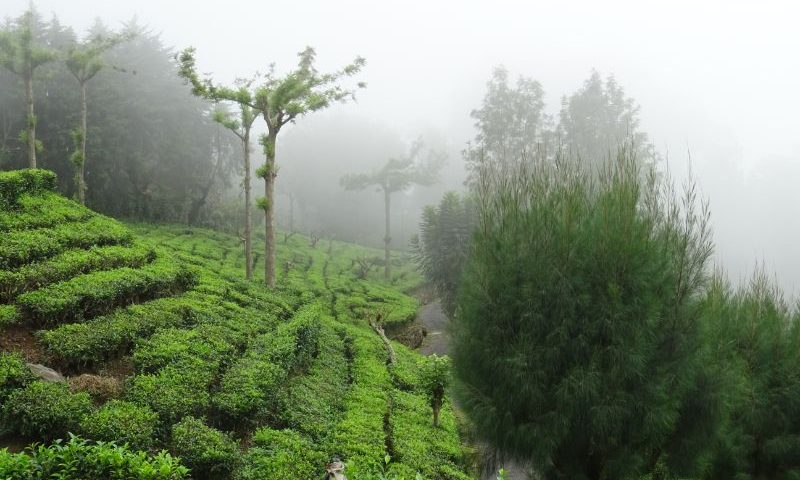Plantáže čajovníka