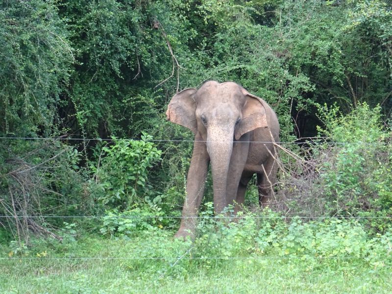 Slon v Udawalawe