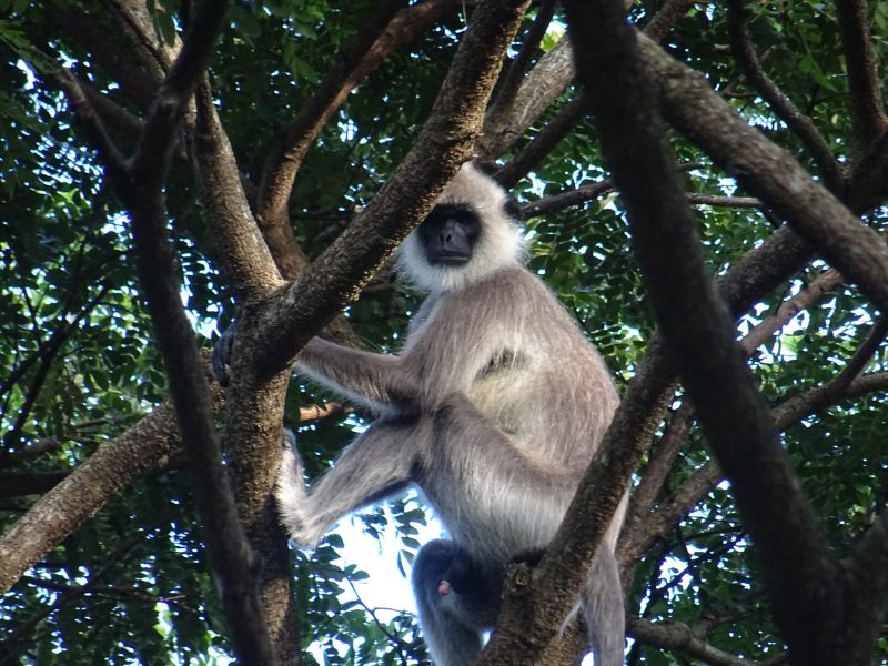 Opica, Srí Lanka