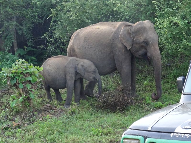 Slony v národnom parku Udawalawe, Srí Lanka