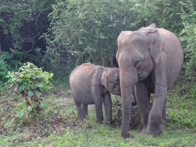 Slony v národnom parku Udawalawe, Srí Lanka