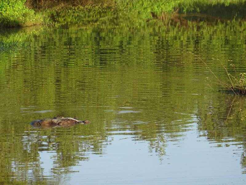 Krokodíl v národnom parku Udawalawe, Srí Lanka