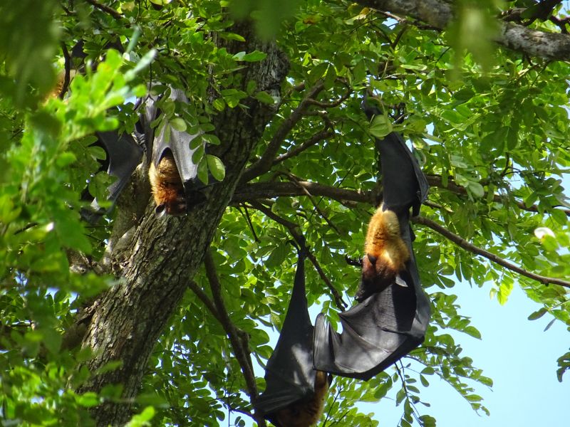 Ovocné netopiere