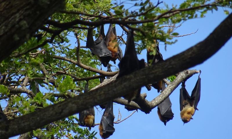 Ovocné netopiere