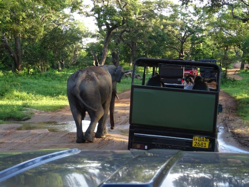 Slon v Národnom parku Yala