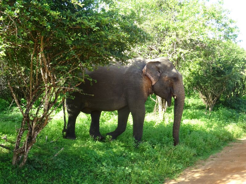 Slon v Národnom parku Yala