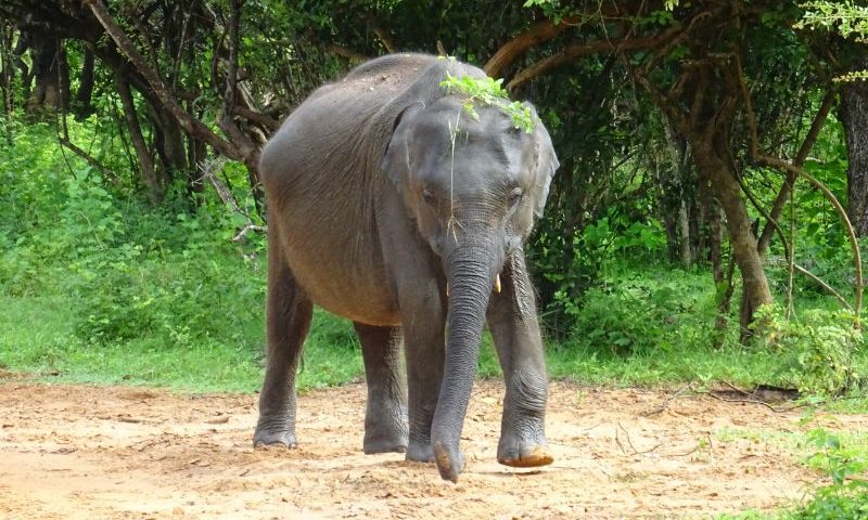 Slony na Srí Lanke