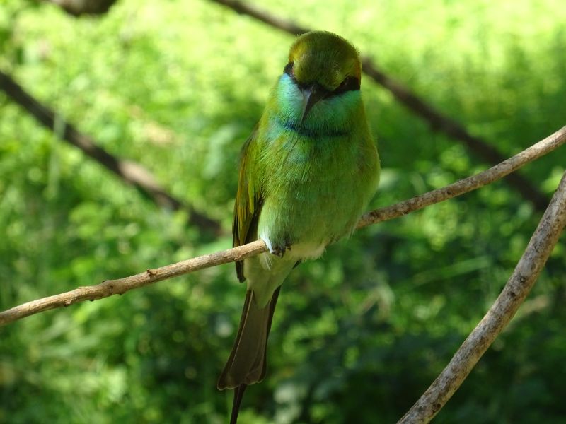 Vtáčik Srí Lanka