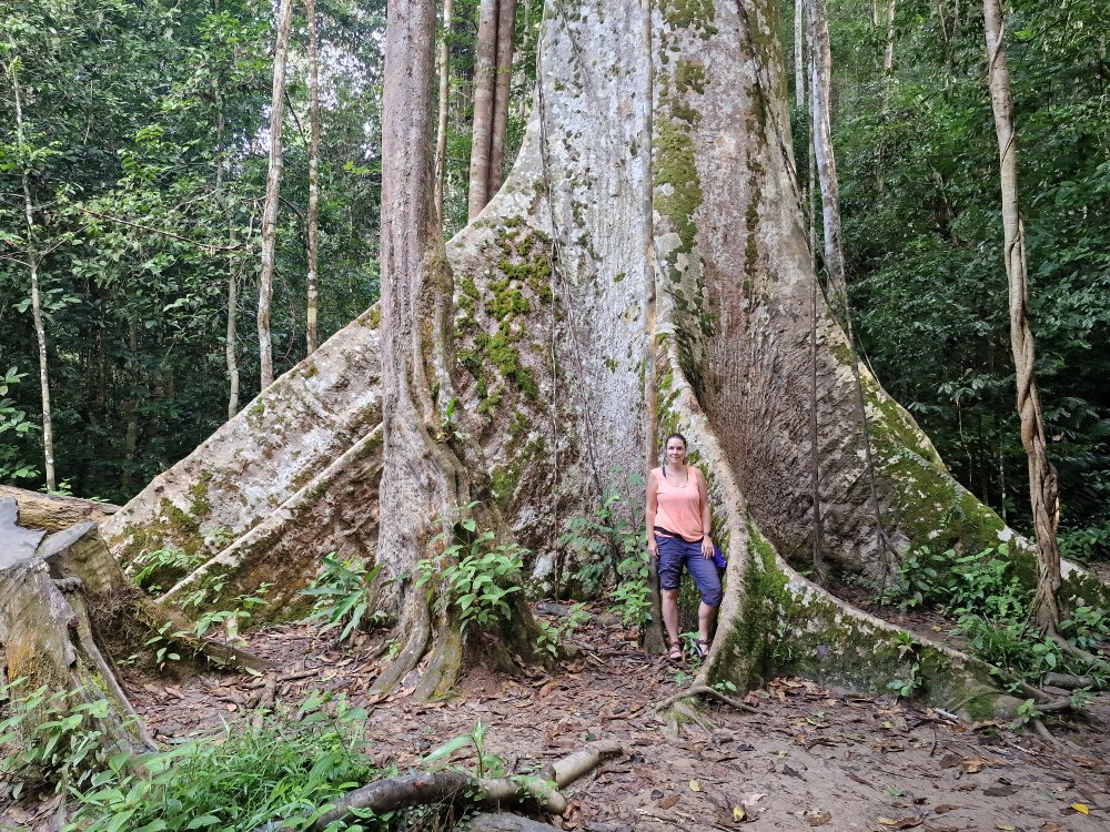 Taman Negara