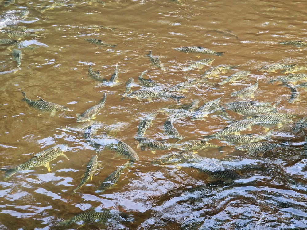 Výlet loďkou v Taman Negara