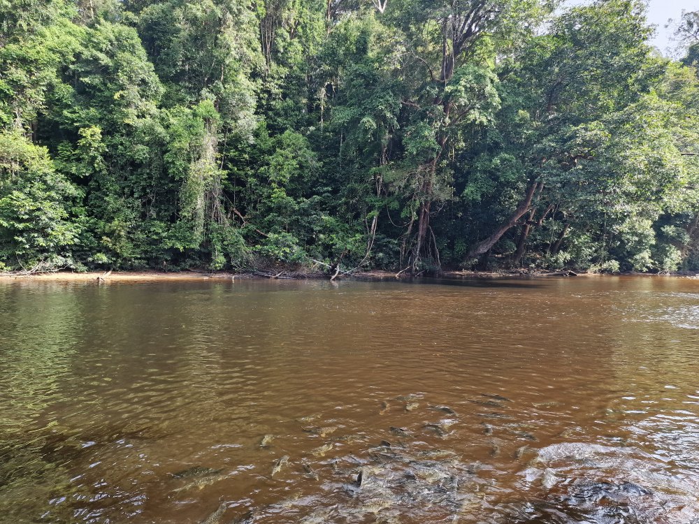 Výlet loďkou v Taman Negara