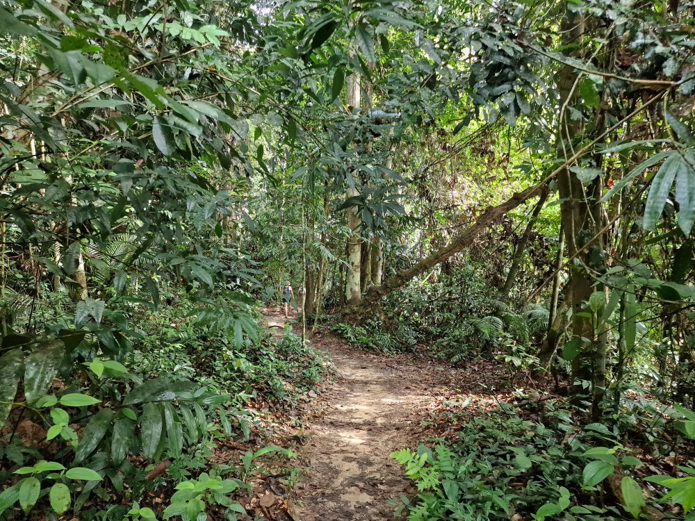 Cesta k Lata Berkoh v Taman Negara