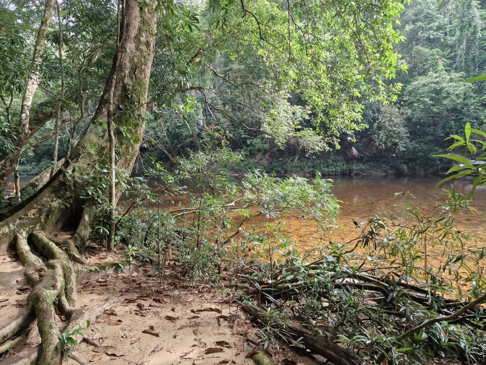 Cesta k Lata Berkoh v Taman Negara