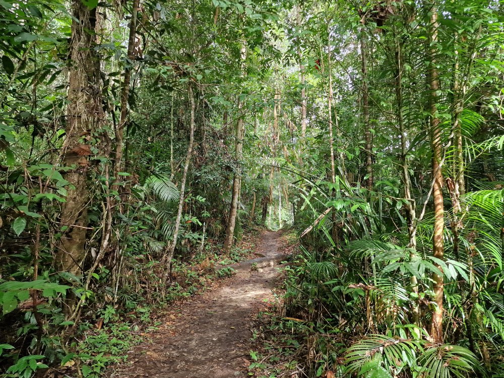 Cesta k Lata Berkoh v Taman Negara