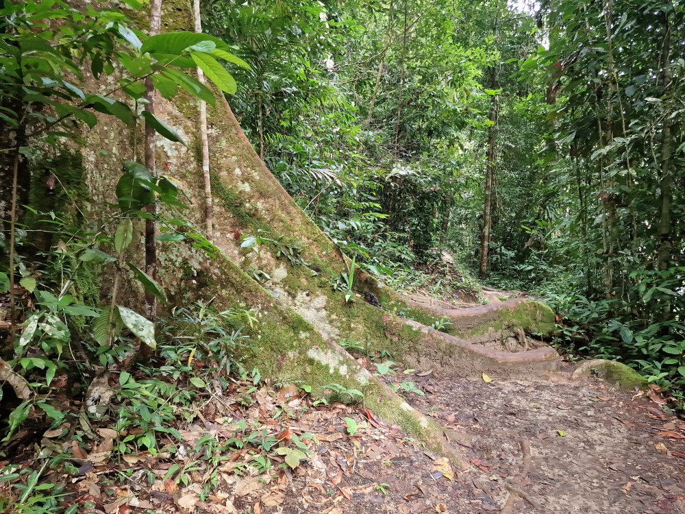 Cesta k Lata Berkoh v Taman Negara