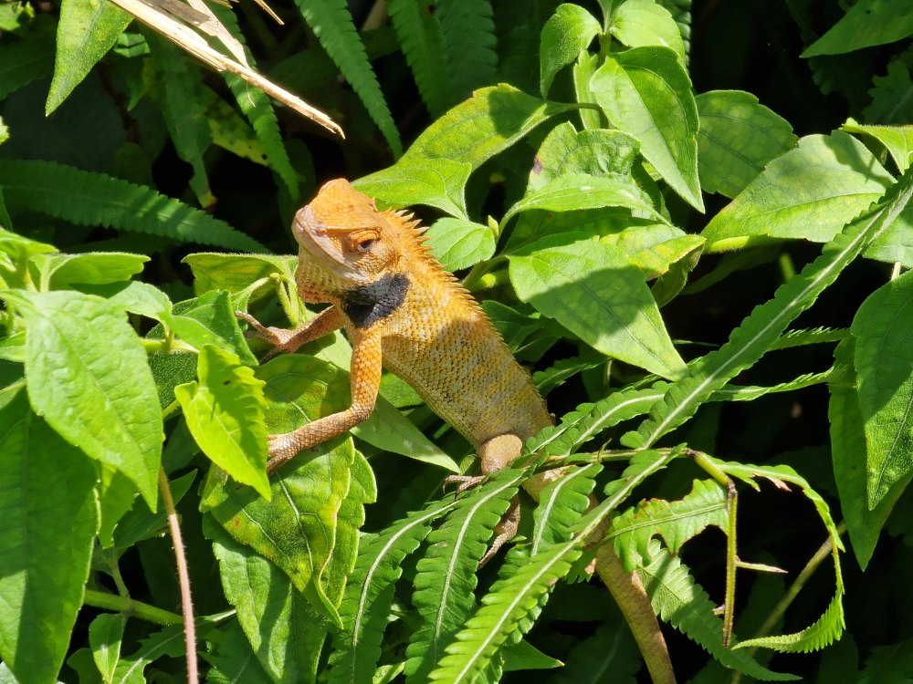 Chameleón v Malajzii