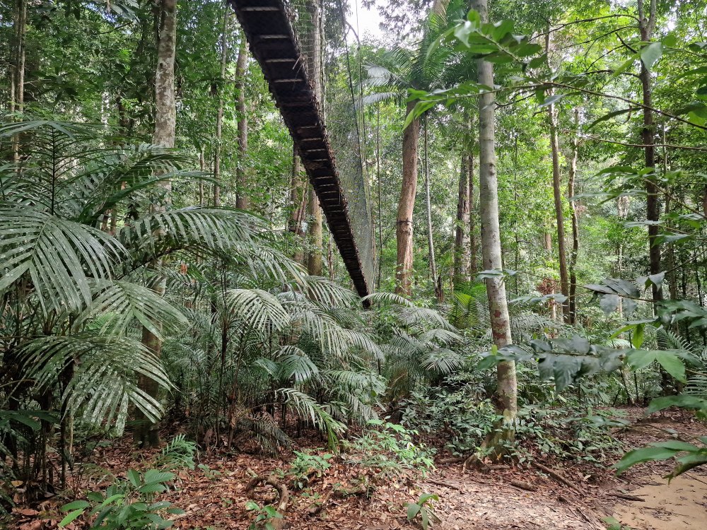 Vysutý most v pralese Taman Negara