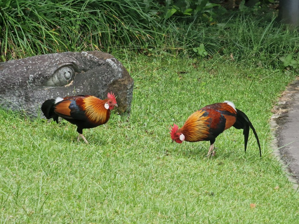 Kohúti v Singapure